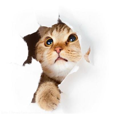 Tổng hợp những mẫu tranh dán tường động vật