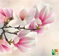 Làm đẹp không gian sống với tranh dán tường hoa mộc lan