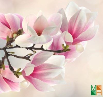 Làm đẹp không gian sống với tranh dán tường hoa mộc lan