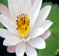 Tranh dán tường Hàn Quốc - hoa sen FW 254
