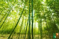 Tranh dán tường Nhật Bản đẹp