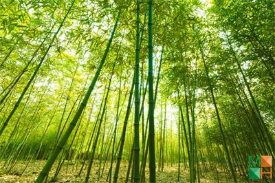  Tranh dán tường Nhật Bản đẹp